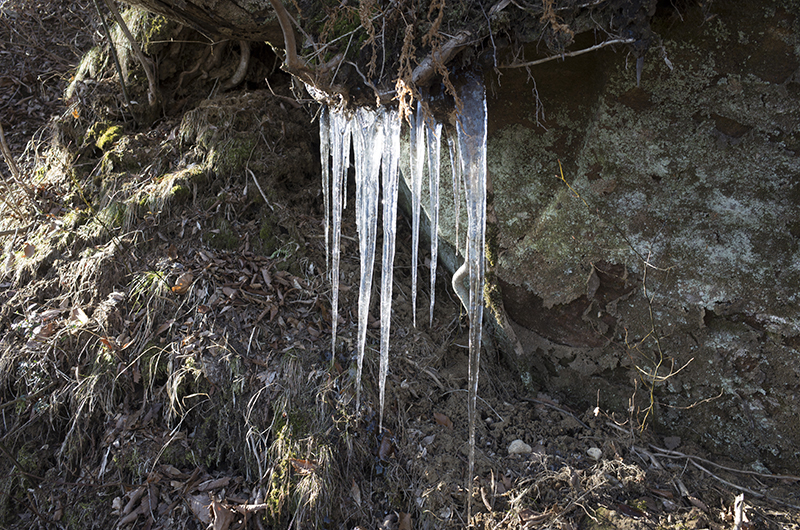 箱根ハイキング2015：つらら