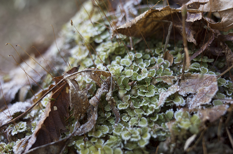 箱根ハイキング2015：霜と落ち葉